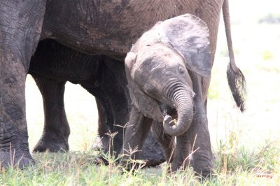 It's cool to be a baby elephant!