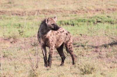 Spotted hyena