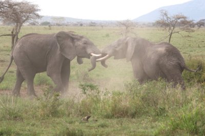 Elephants at play