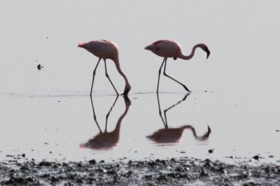 Flamingos reflected