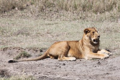 A young male lion