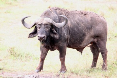 Cape buffalo means business