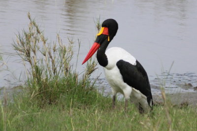 Saddle-billed Stork