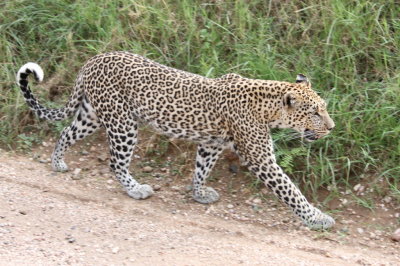 Roadside leopard