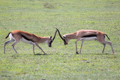 Sparring gazelles