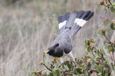 White bellied go away bird