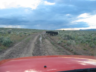 Cows along the road