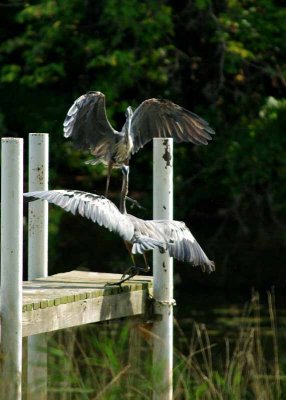 Crane style Kung Fu