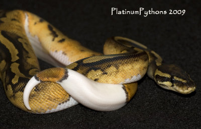 Female Pied