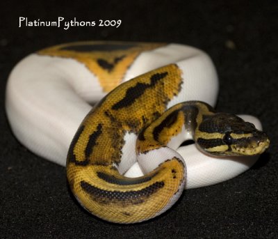 Baby male Pied