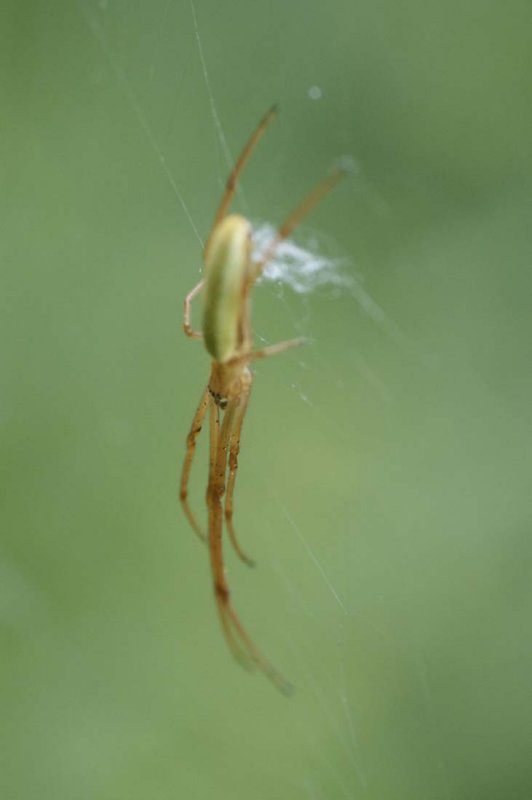 Tetragnatha sp.