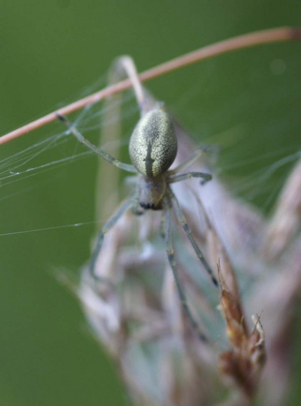 Cheiracanthium sp.