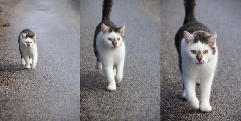 Here comes the Tiger!
