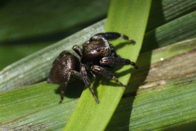 Evarcha acuata (male)