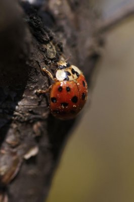 Coccinella sp.