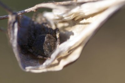 Spider's cradle (Gibbaranea bituberculata)