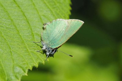 Callophrys rubi