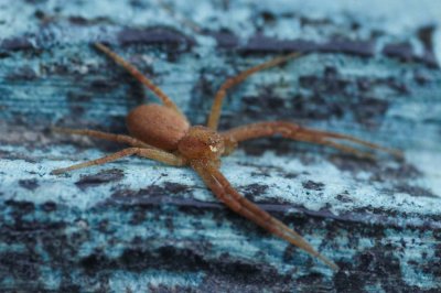 Philodromus rufus/albidus