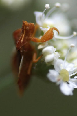 Phymata crassipes