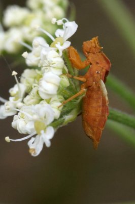 Phymata crassipes