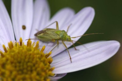 Calocoris norvegicus