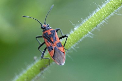 Corizus hyoscyami
