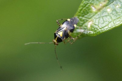 Liocoris tripustulatus