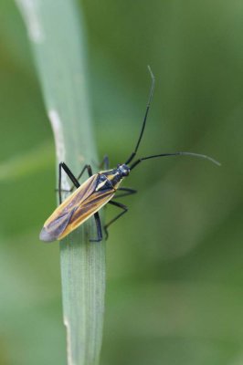 Leptopterna dolobrata (male)