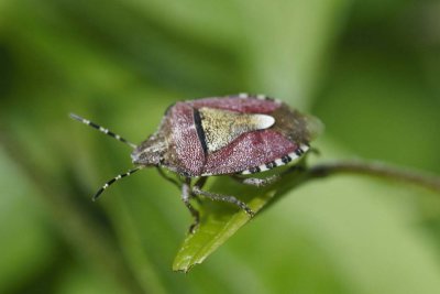 Dolycoris baccarum
