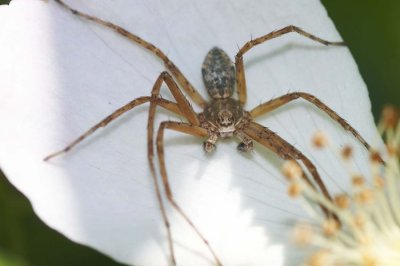 Philodromus sp.