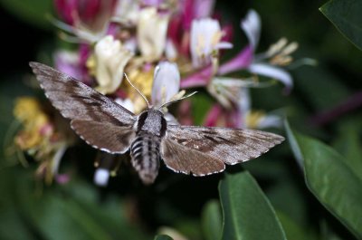 Hyloicus pinastri