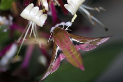 Deilephila elpenor