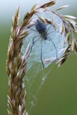 Cheiracanthium sp.