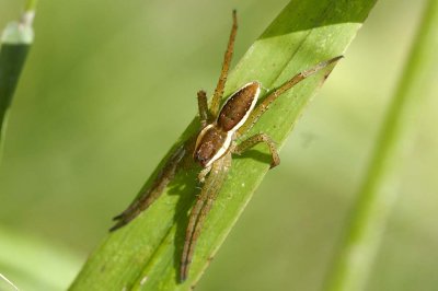 Dolomedes fimbriatus