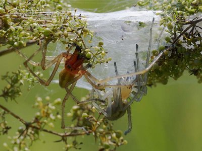 Cheiracanthium punctorium