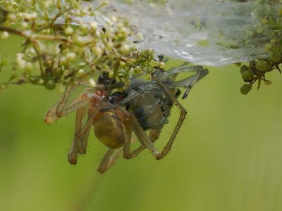 Cheiracanthium punctorium