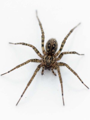 Eratigena campestris
