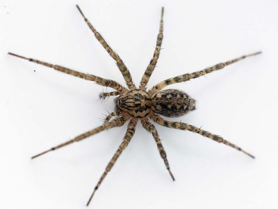 Eratigena campestris