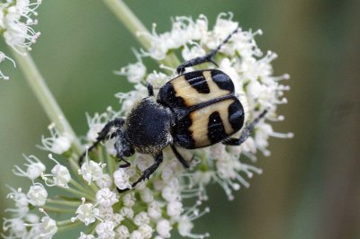 Trichius fasciatus