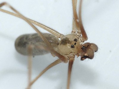 Pholcus phalangioides (male)