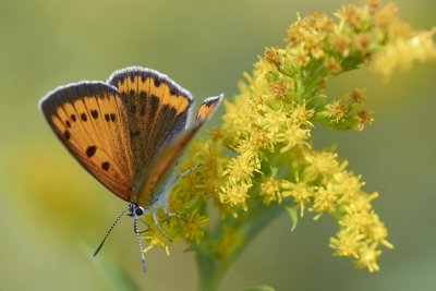 Lycaena dispar