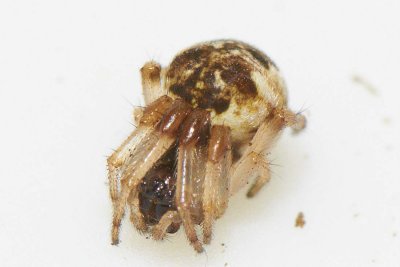 Cyclosa vallata