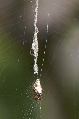 Cyclosa laticauda