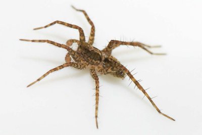 Pardosa astrigera (m)