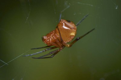 Parasteatoda japonica