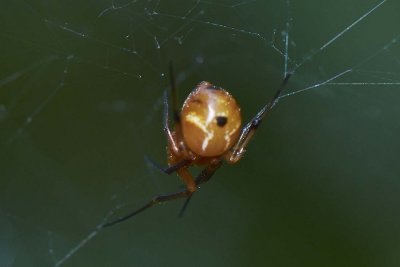 Parasteatoda japonica