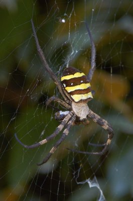 Spiders of Japan