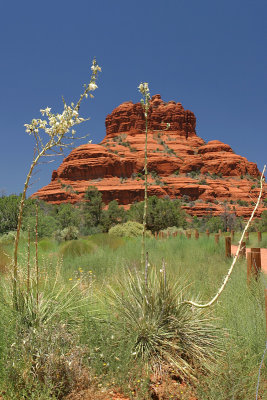 Bell Rock and Yucca
