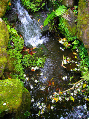Waterfall and Moss