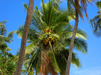 Between Two Palms